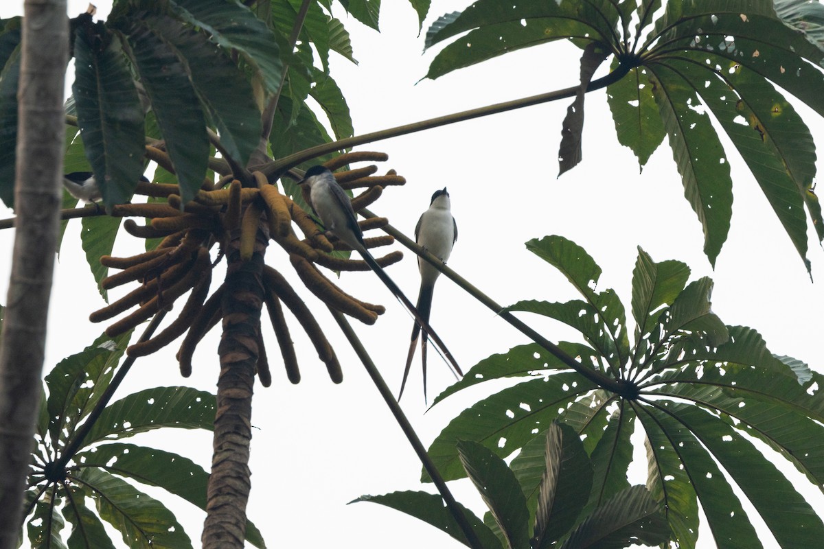 Fork-tailed Flycatcher - ML623981485