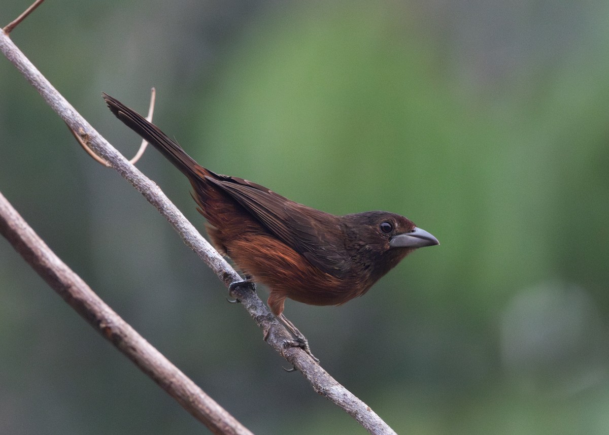 Silver-beaked Tanager - ML623981487