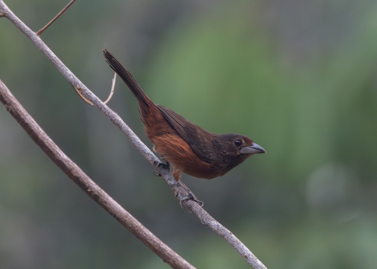 Silver-beaked Tanager - ML623981488