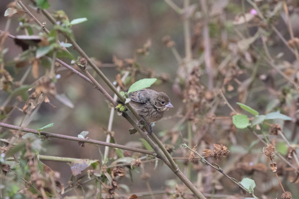 Blue-black Grassquit - ML623981489