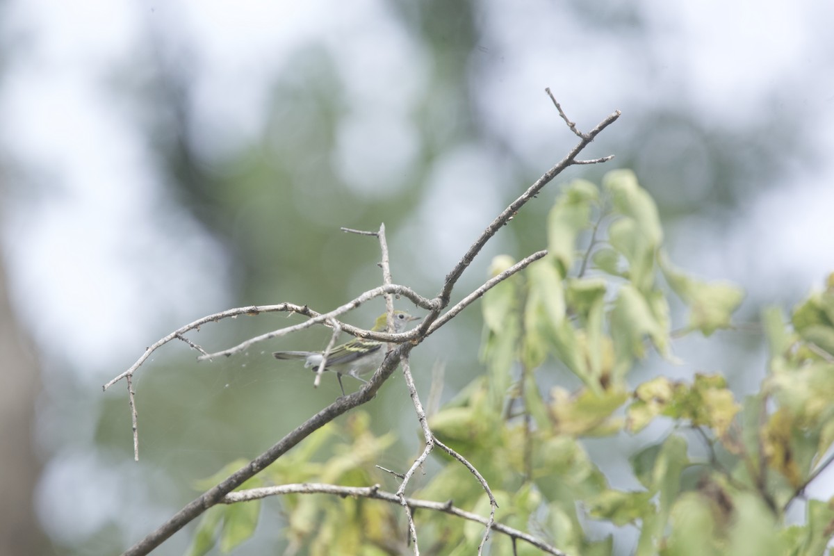 Chestnut-sided Warbler - Paul Miller