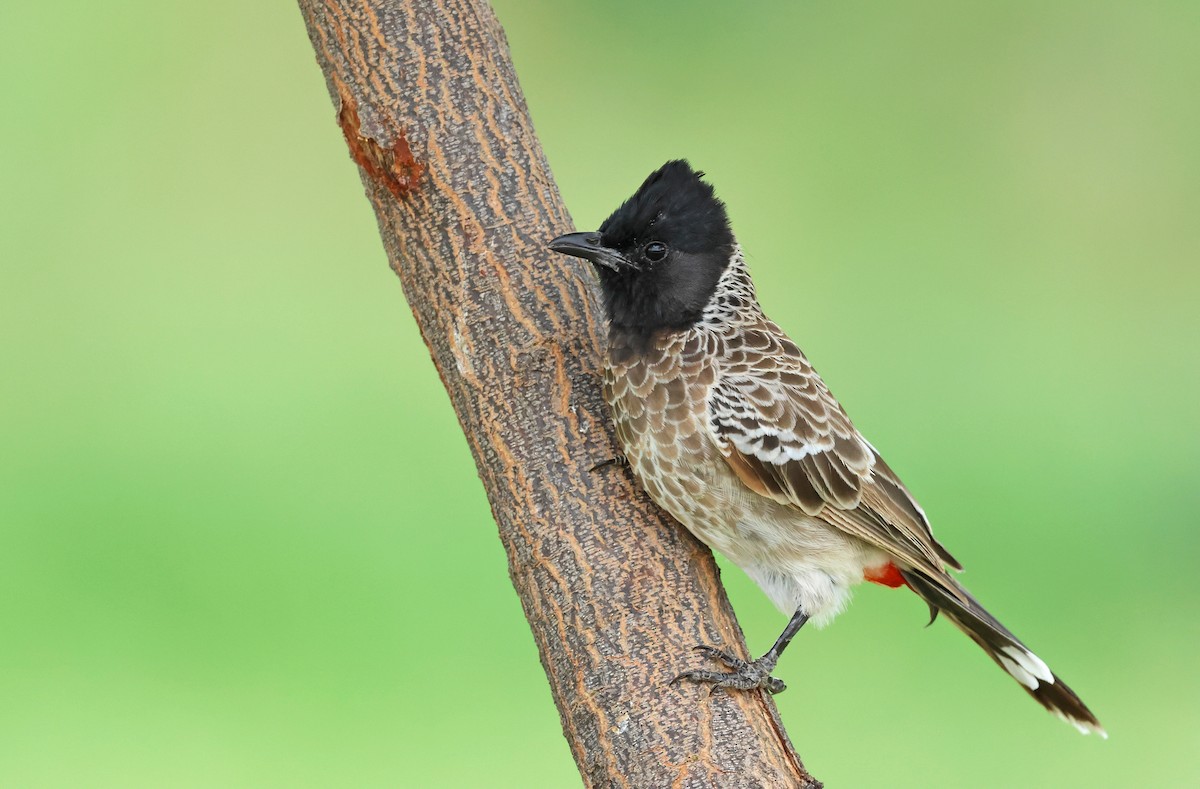 Red-vented Bulbul - ML623981506