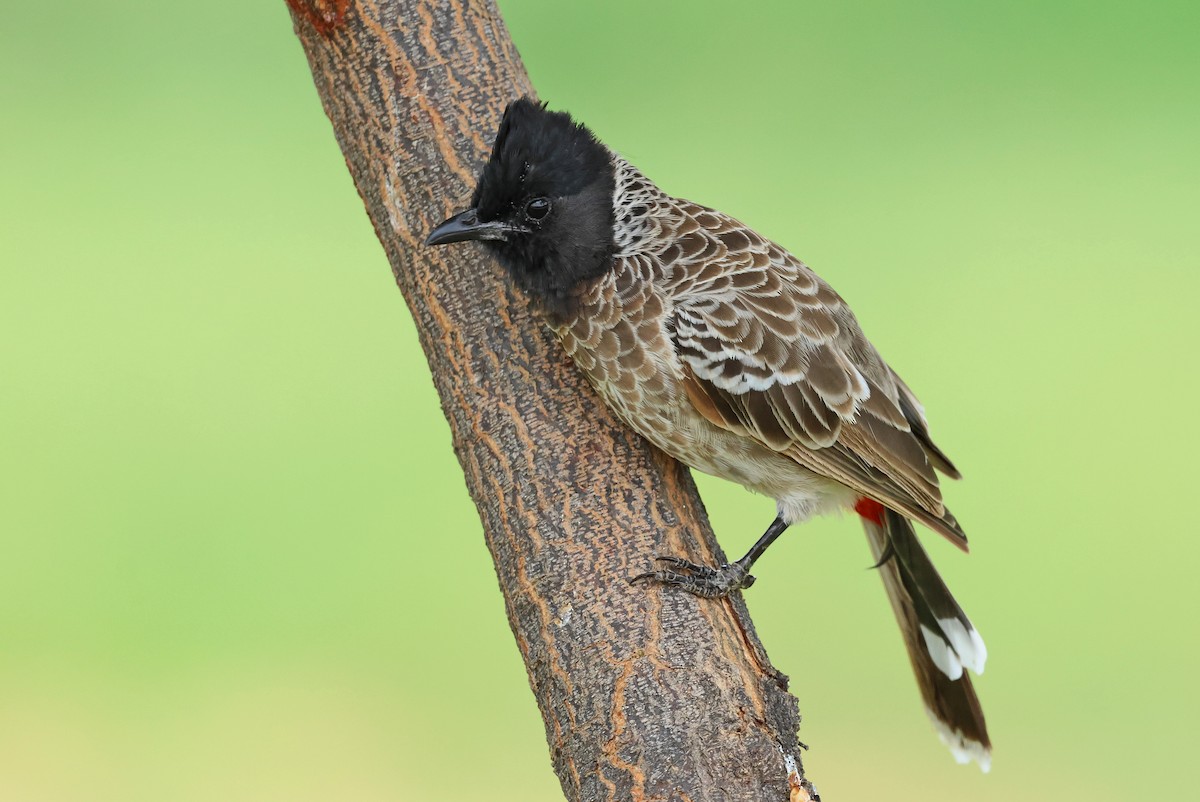 Red-vented Bulbul - ML623981507