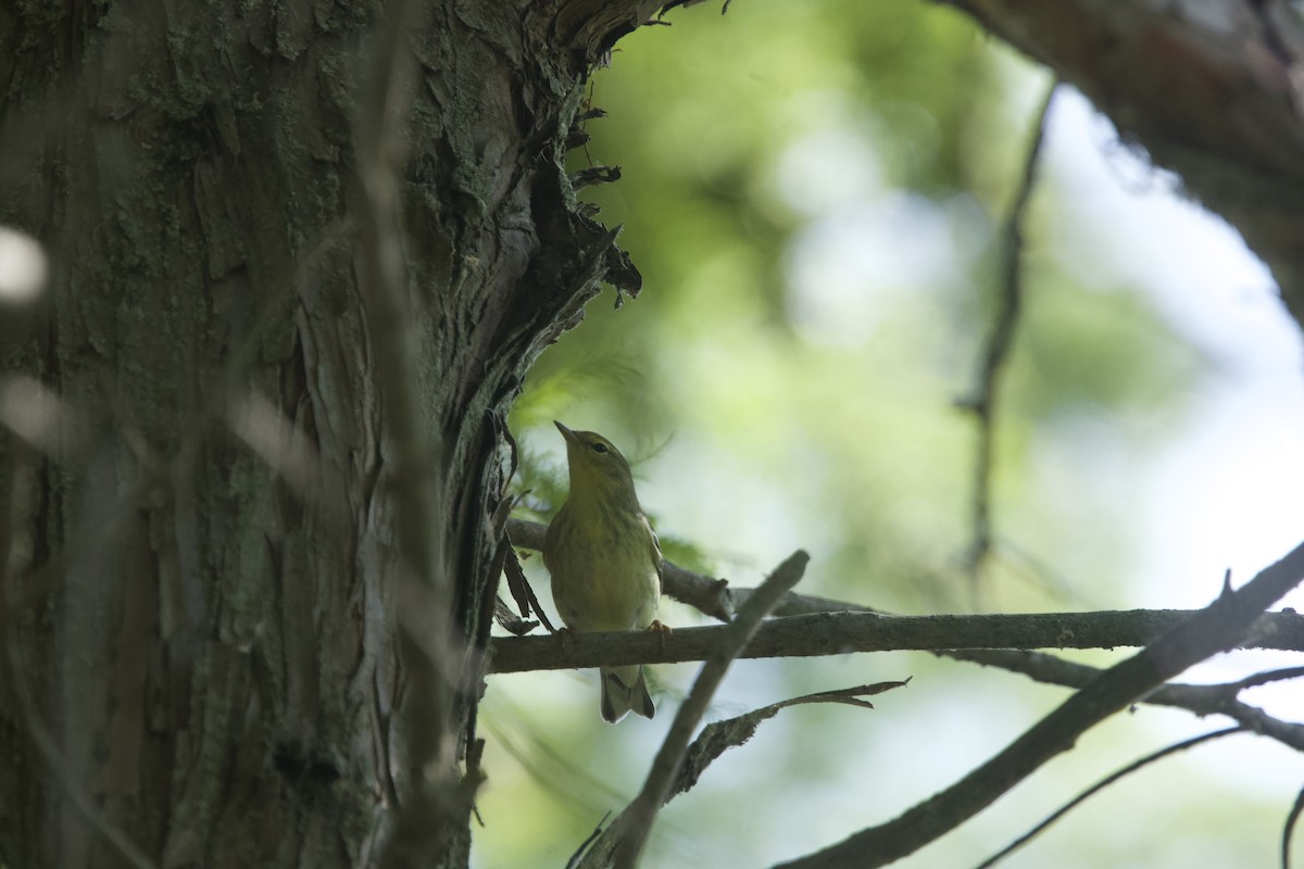 Blackpoll Warbler - Paul Miller