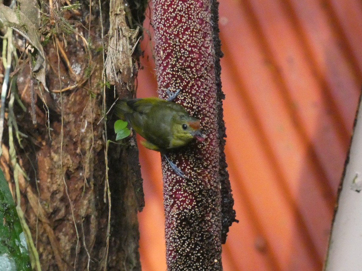 Spot-crowned Euphonia - ML623981563