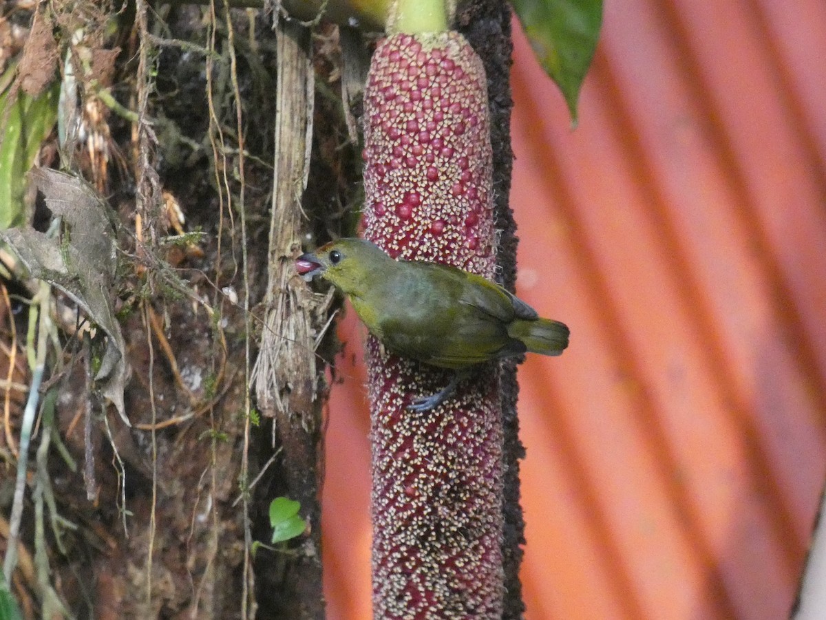 Spot-crowned Euphonia - ML623981567