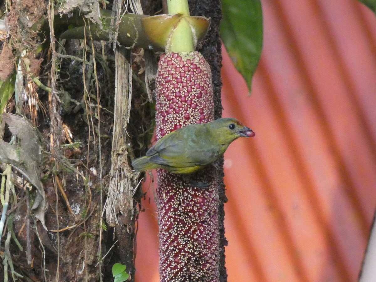 Spot-crowned Euphonia - ML623981568