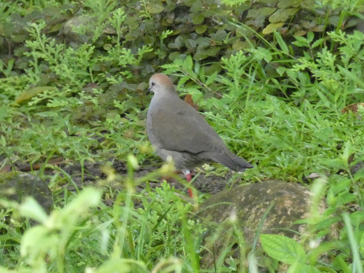 Gray-chested Dove - ML623981586