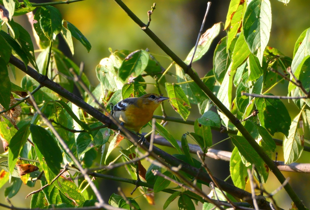 Baltimore Oriole - ML623981619