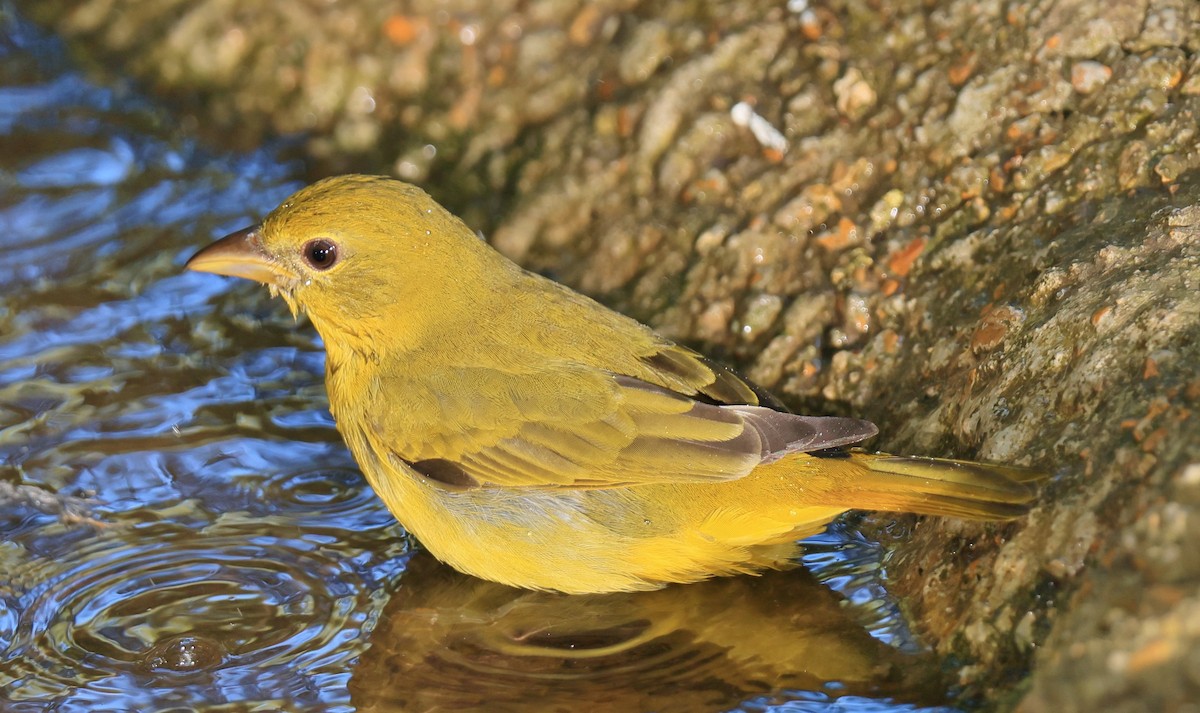 Summer Tanager - ML623981635
