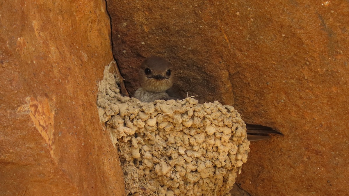 Dusky Crag-Martin - ML623981652