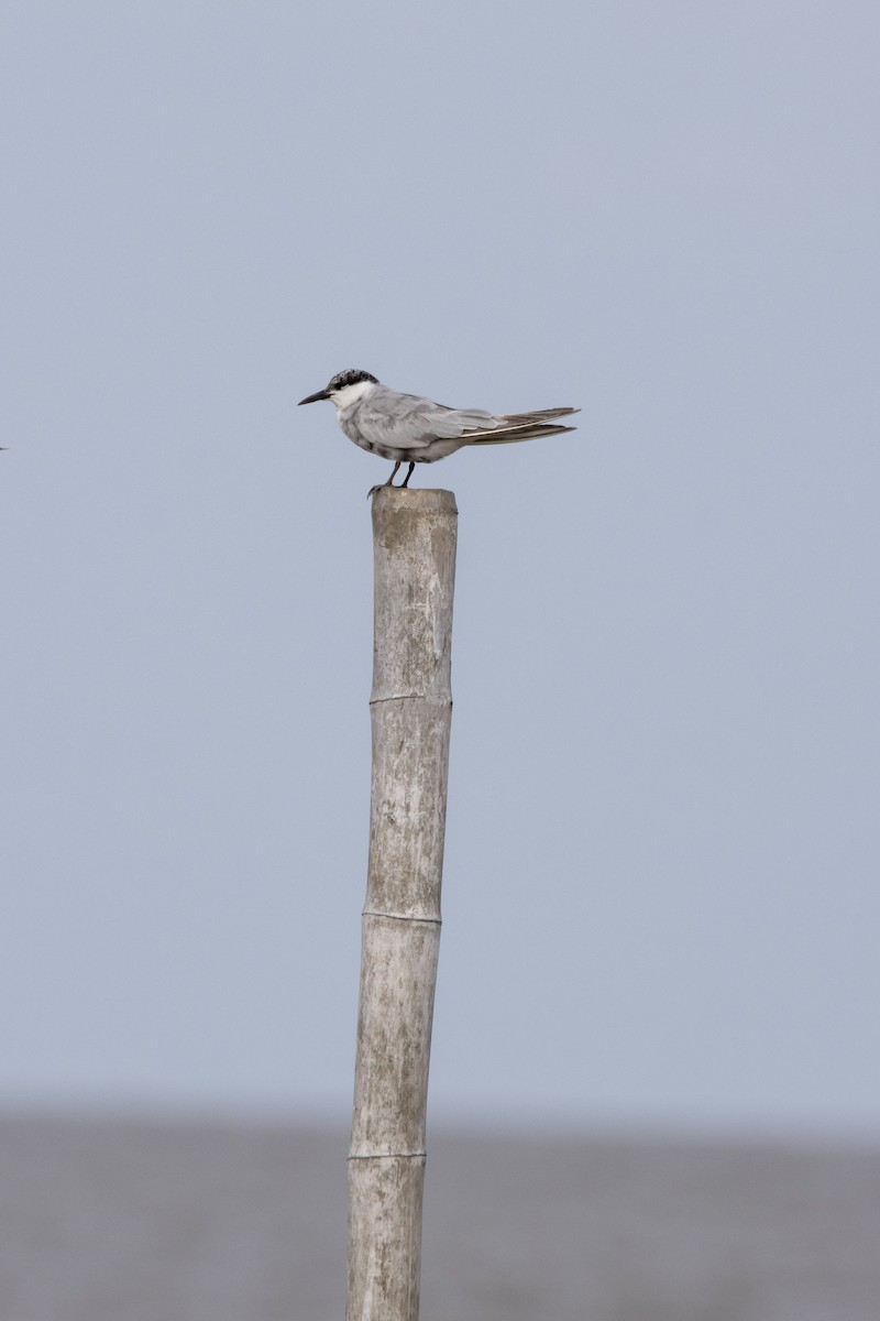 Common Tern - Uracha Suphattharamethakul