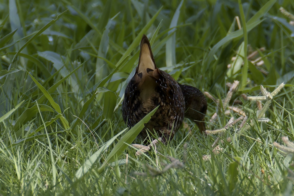 Spotted Crake - ML623981672