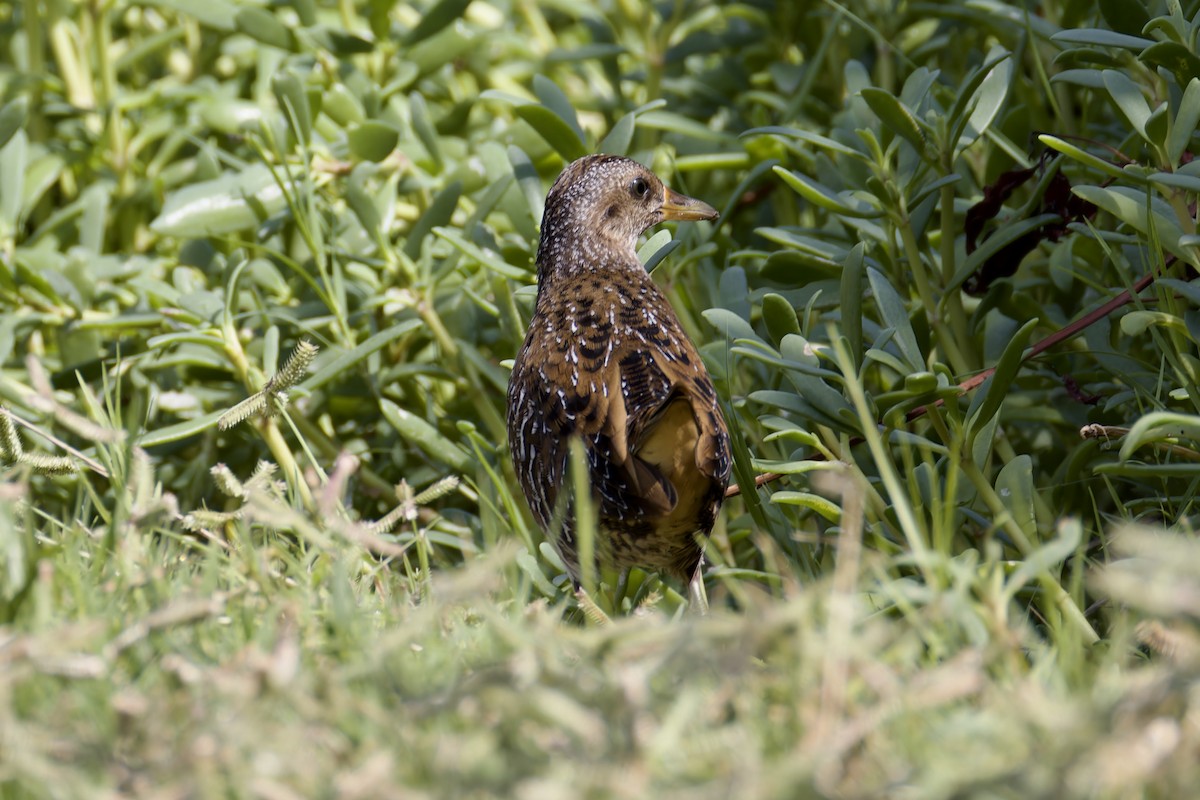 Spotted Crake - ML623981673