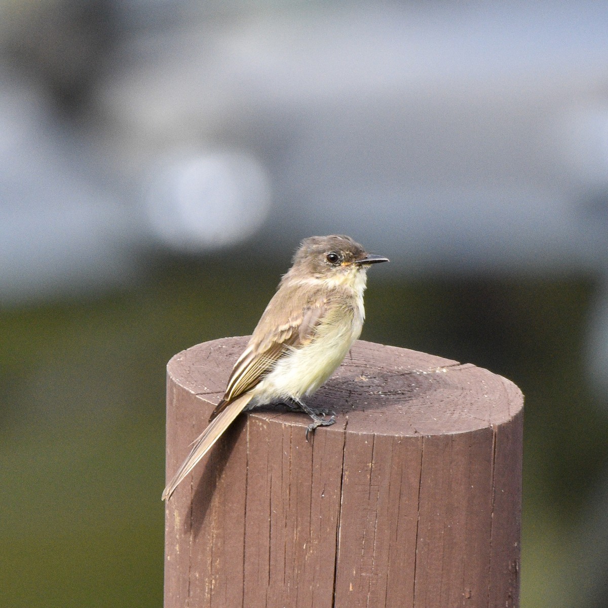 Eastern Phoebe - ML623981709