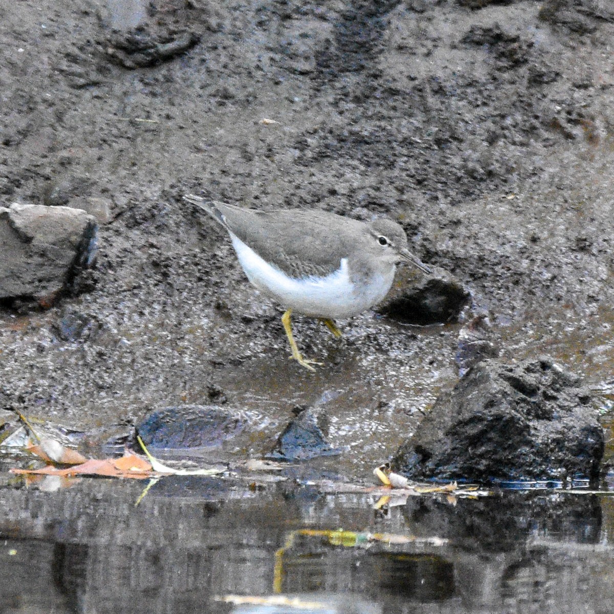 Spotted Sandpiper - ML623981714