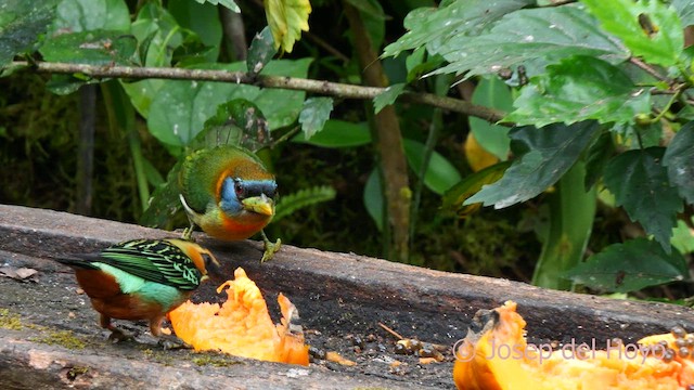 Red-headed Barbet - ML623981718