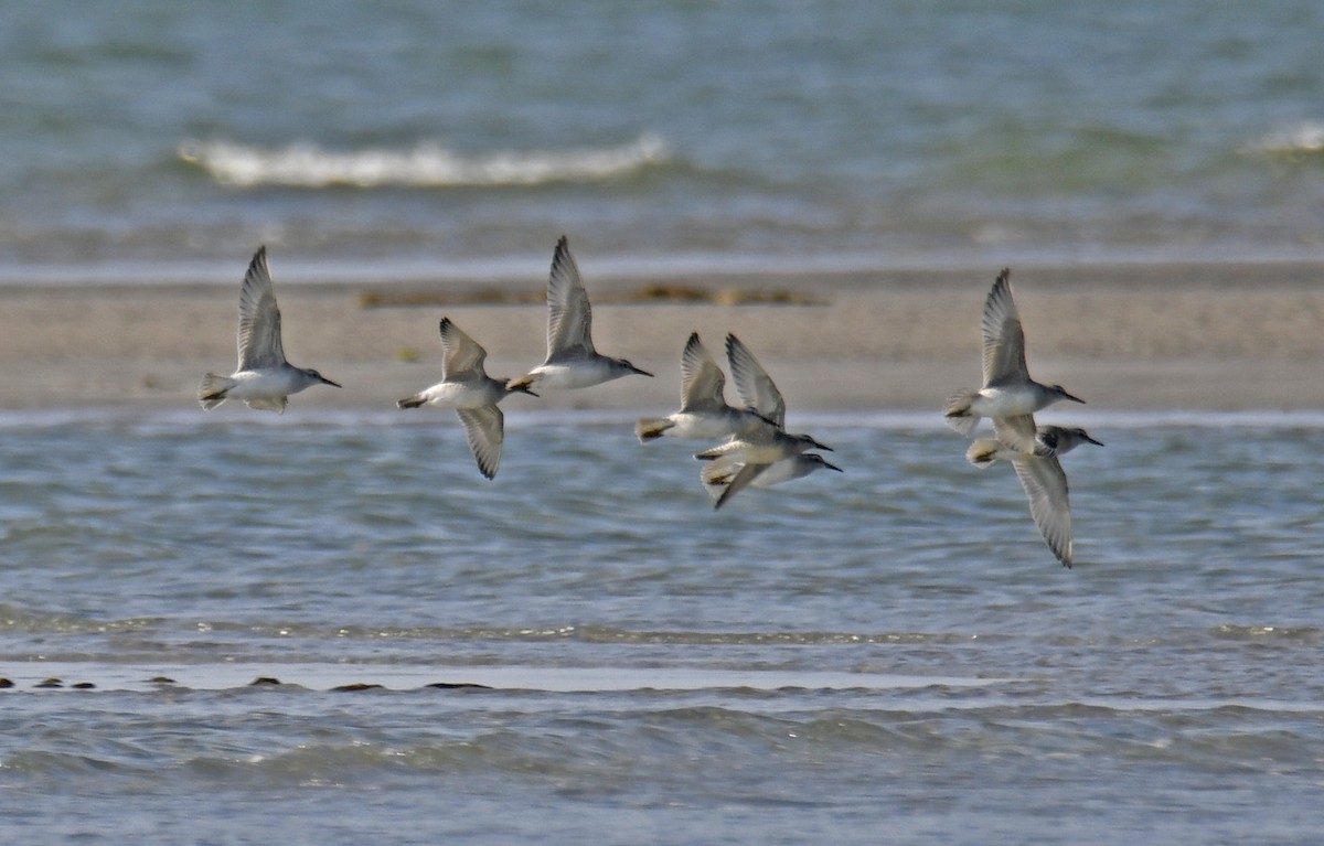 Red Knot - ML623981748