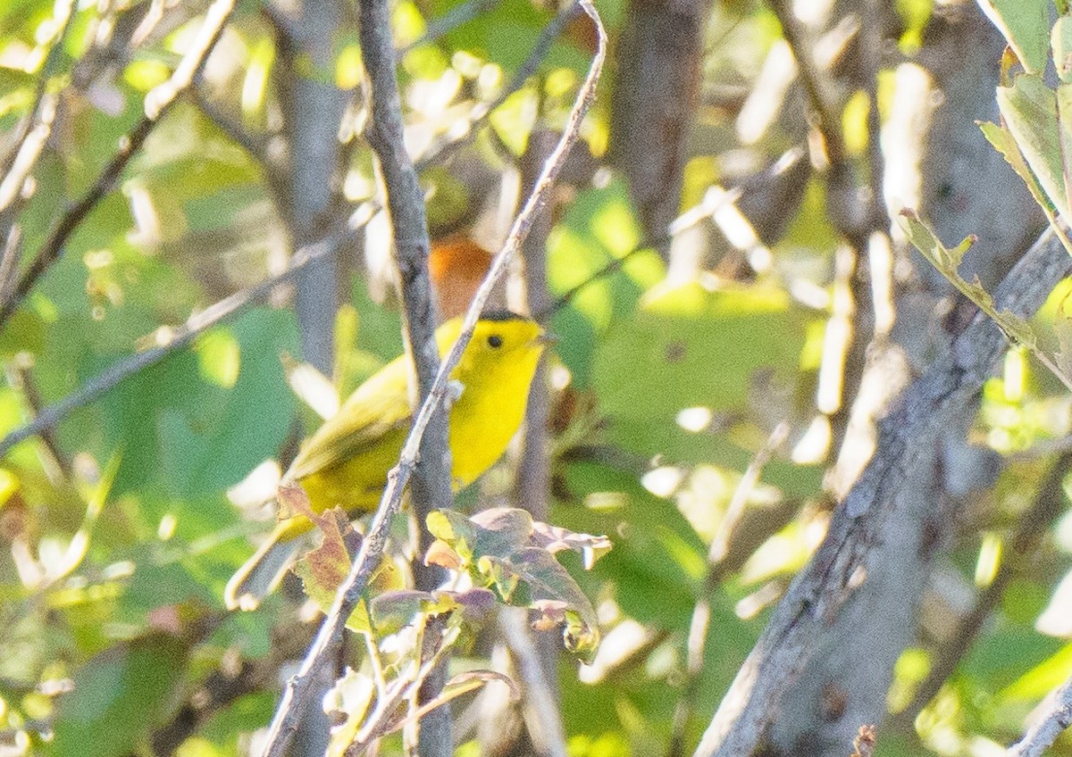 Wilson's Warbler - ML623981768