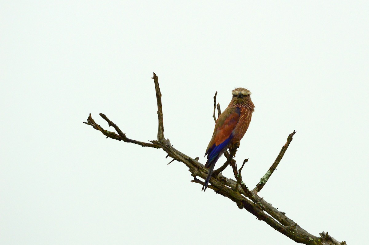 Lilac-breasted Roller - ML623981778