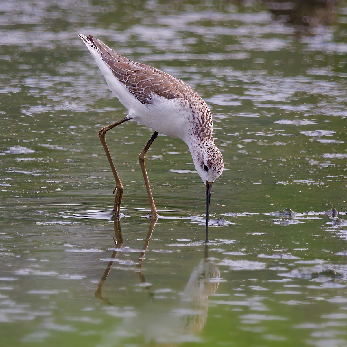 Marsh Sandpiper - ML623981789