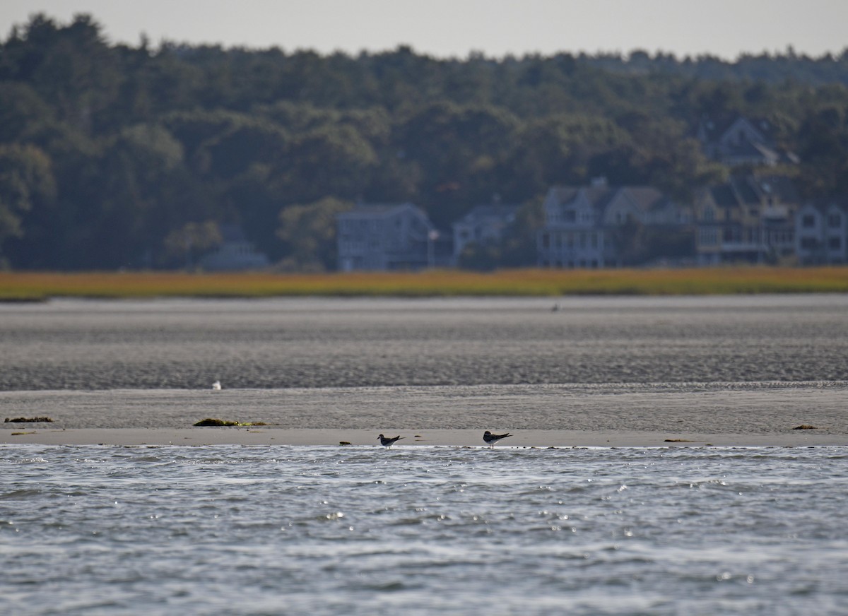 Black Skimmer - ML623981791