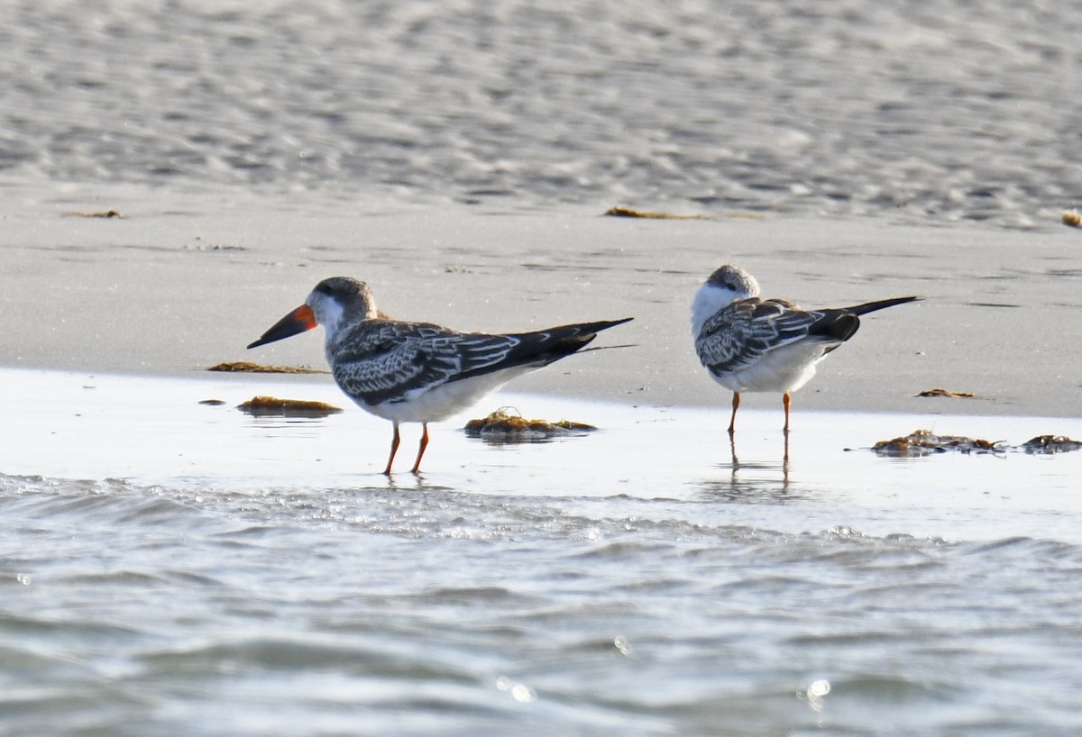 Black Skimmer - ML623981792