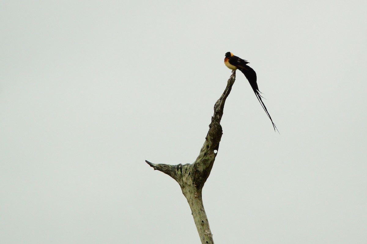 Eastern Paradise-Whydah - ML623981793