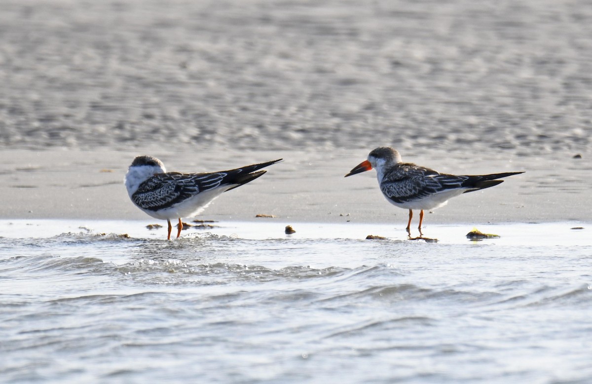 Black Skimmer - ML623981794