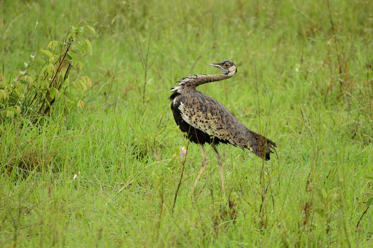 Black-bellied Bustard - ML623981800