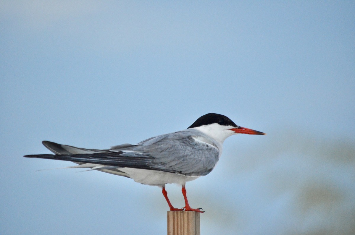 Common Tern - Sandra Brown