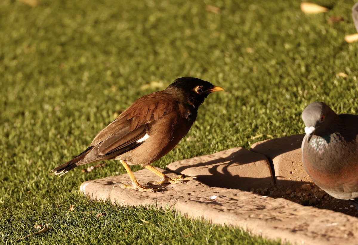 Common Myna - ML623981826