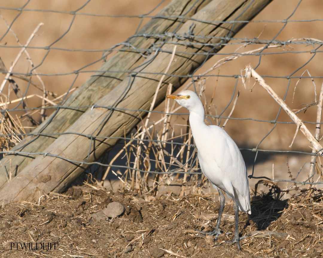 Western Cattle Egret - ML623981828