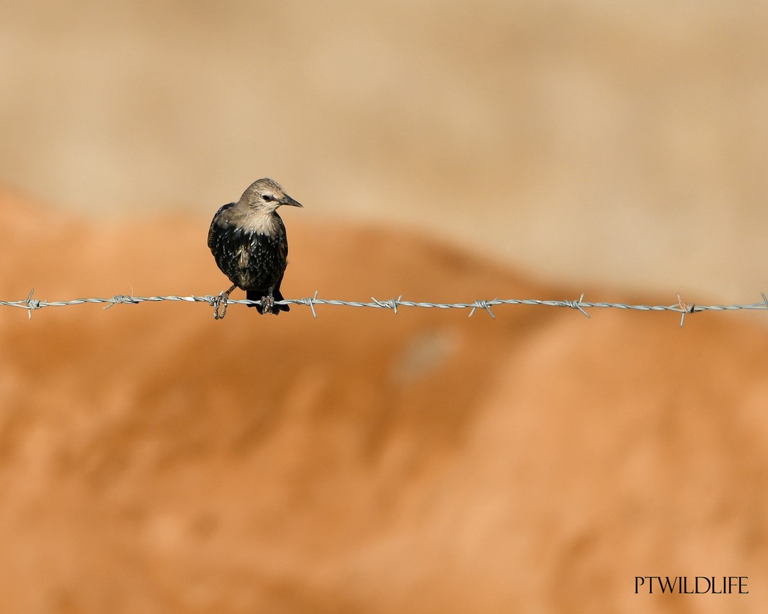 Spotless Starling - ML623981832