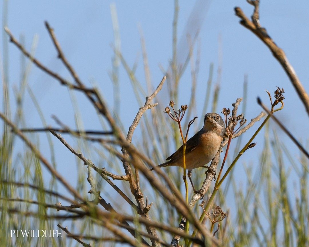 Western Subalpine Warbler - ML623981846