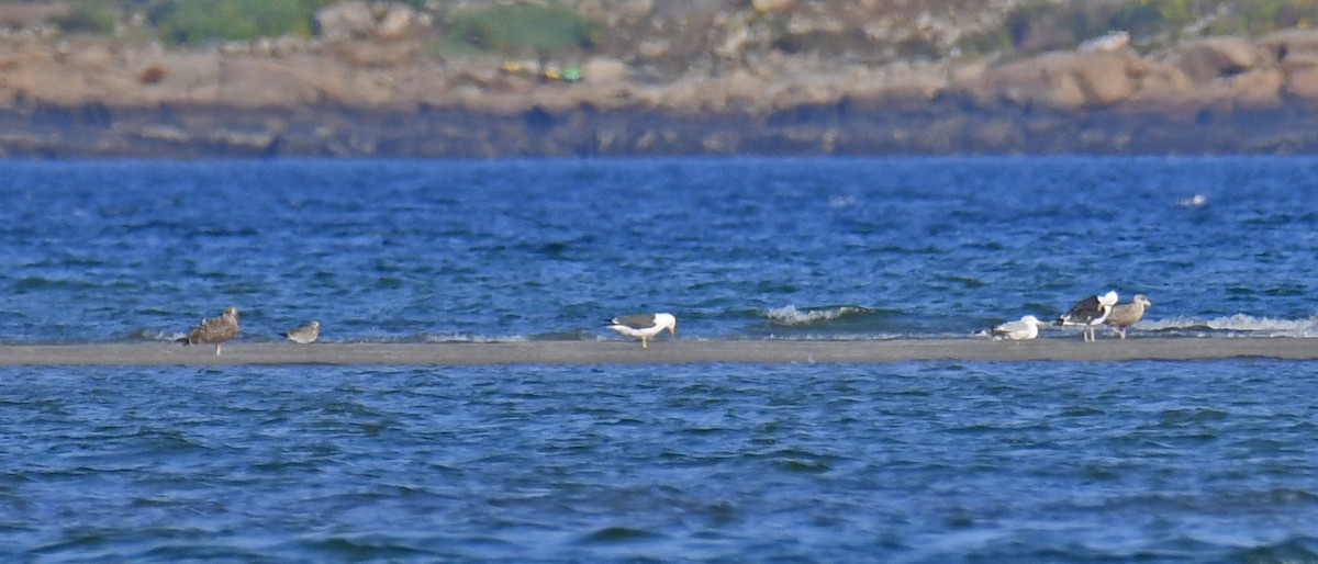 Lesser Black-backed Gull - ML623981850