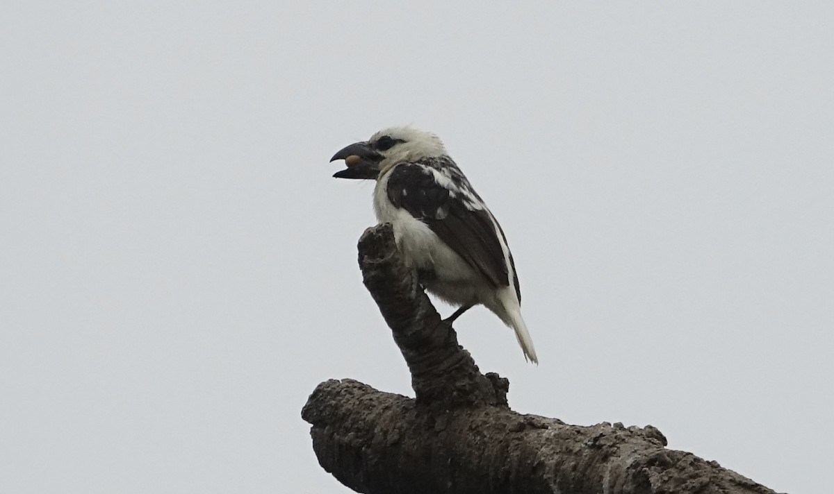 White-headed Barbet - ML623981853