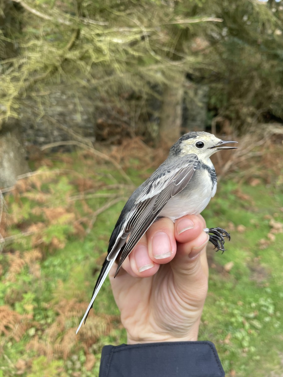 White Wagtail (British) - ML623981878