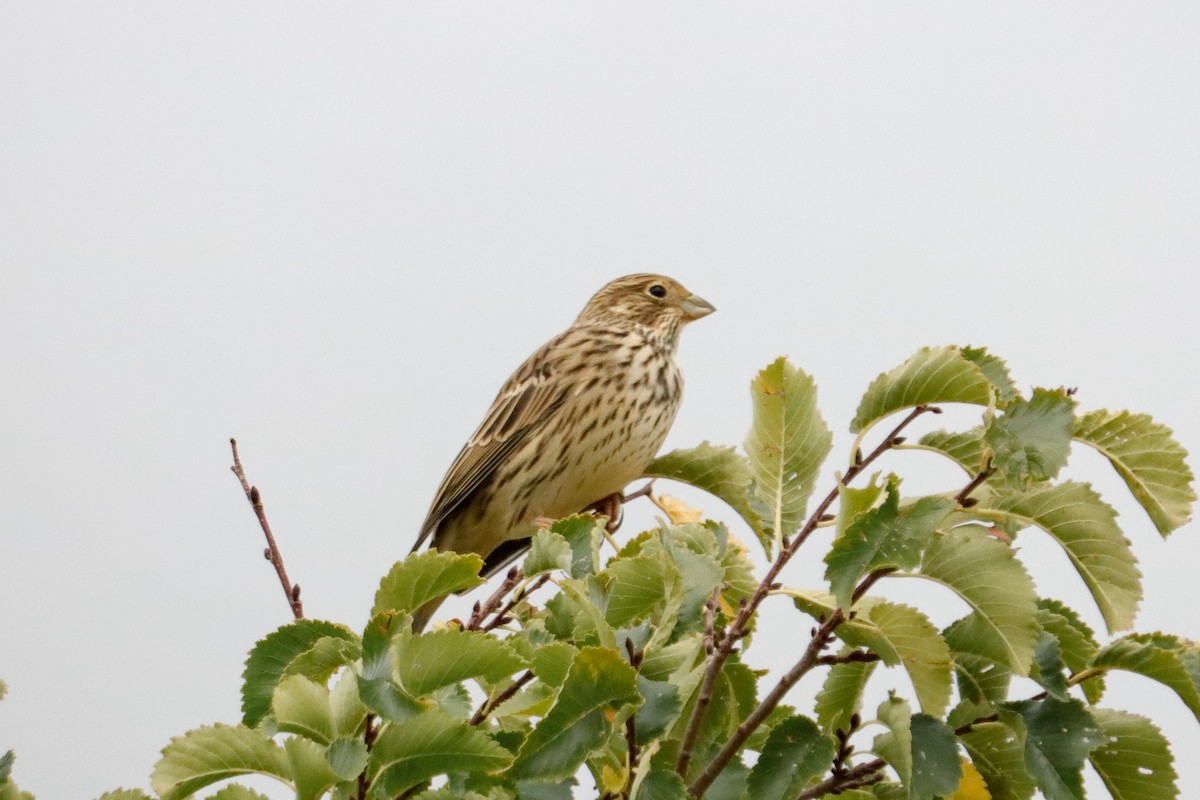 Corn Bunting - ML623981881