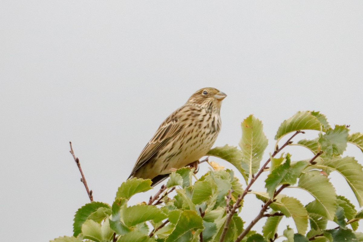 Corn Bunting - Hugo Díez Navarro