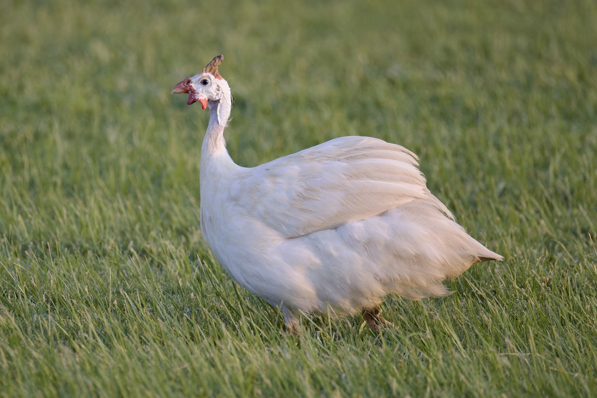 Helmeted Guineafowl (Domestic type) - ML623981890