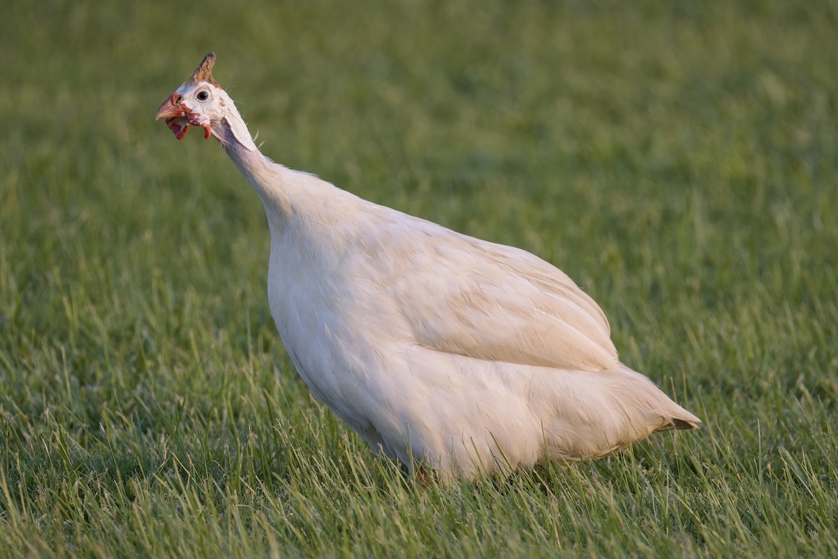 Helmeted Guineafowl (Domestic type) - Ted Burkett