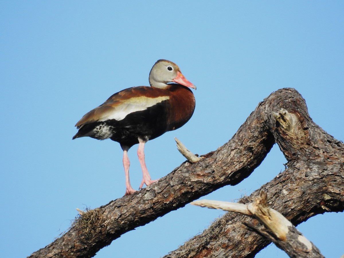 Black-bellied Whistling-Duck - ML623981977