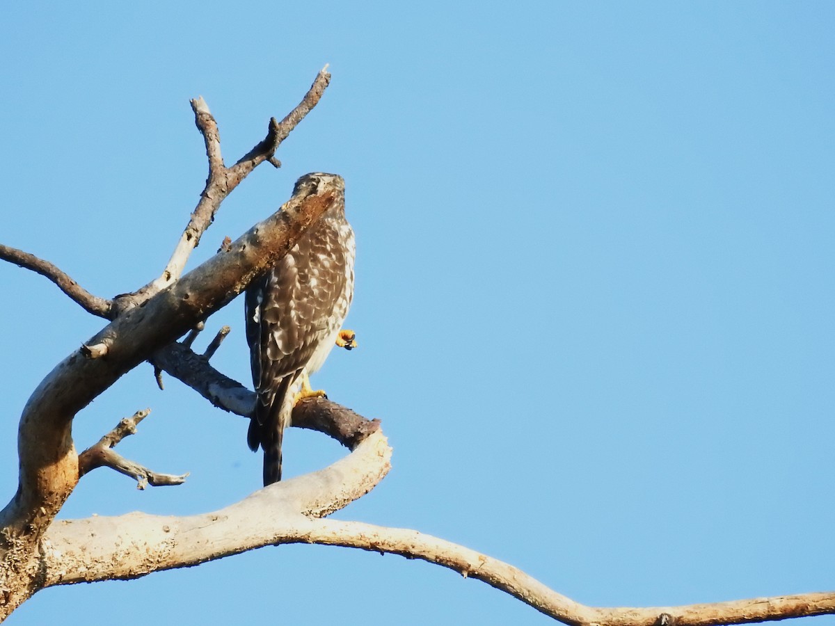 Red-shouldered Hawk - ML623981982