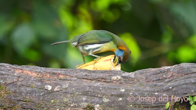 Red-headed Barbet - ML623981995