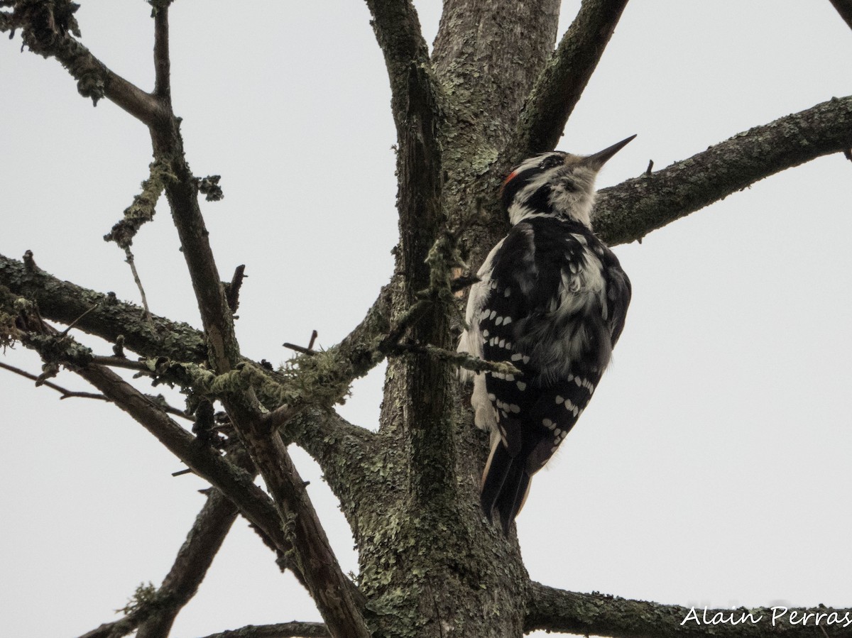 Hairy Woodpecker - Alain Perras