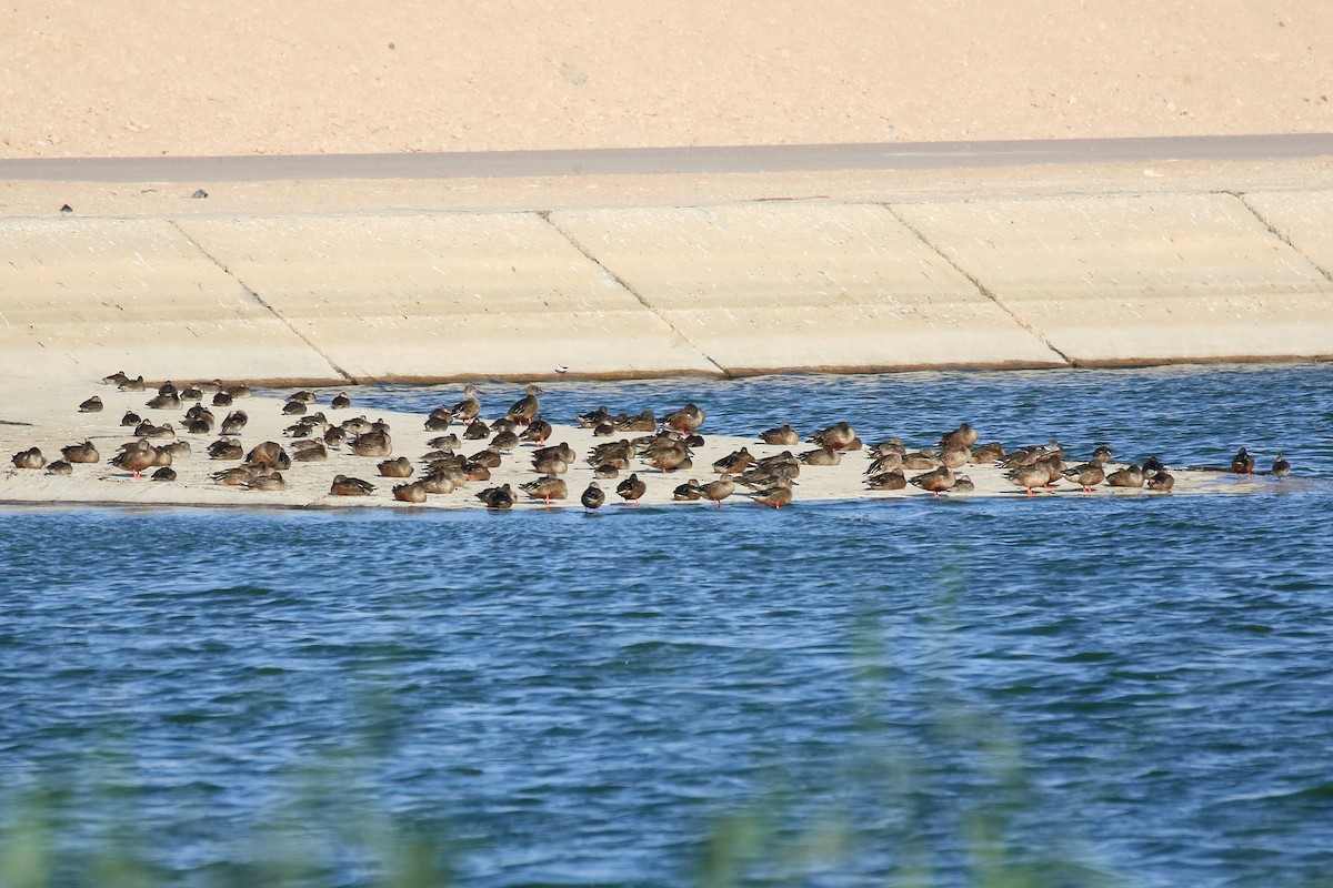 Northern Shoveler - Chris Kehoe