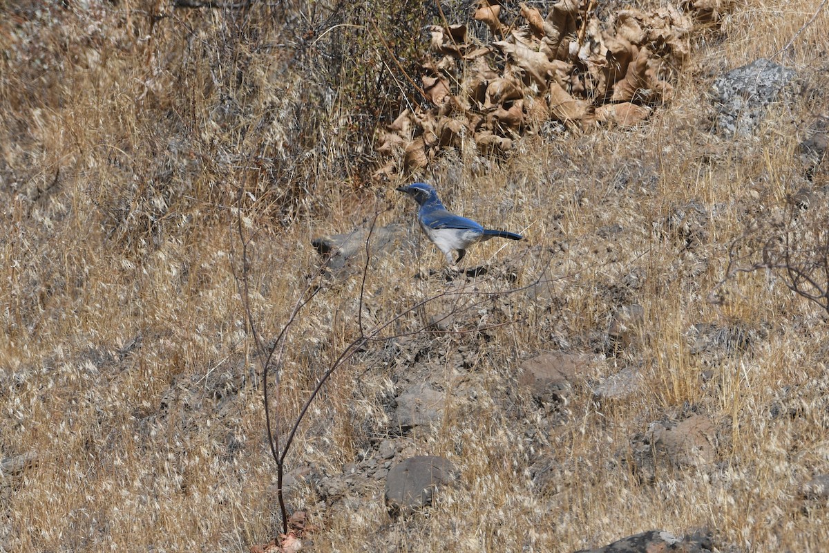 California Scrub-Jay - ML623982017