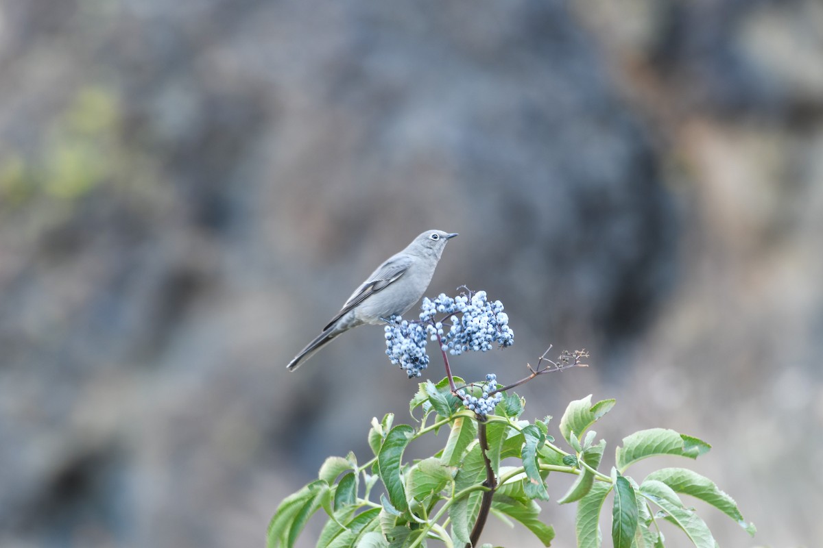 Townsend's Solitaire - ML623982025