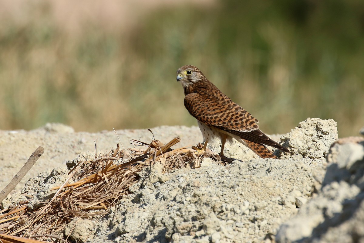 Eurasian Kestrel - Chris Kehoe